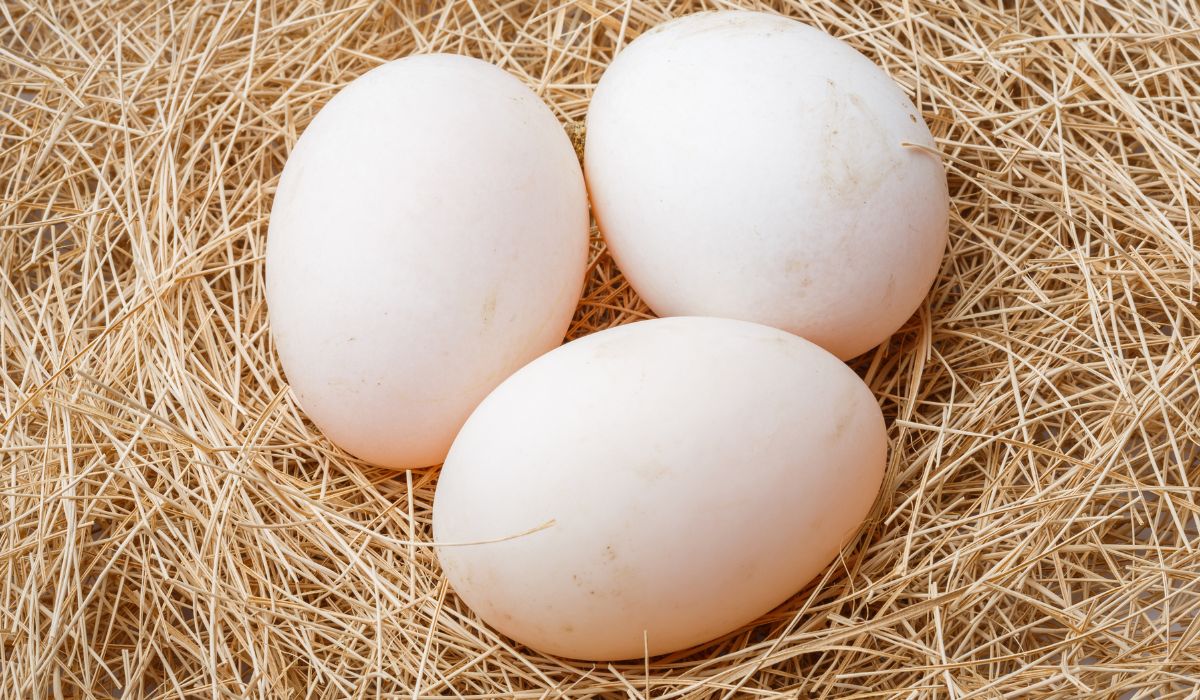 Duck Egg